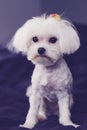 Maltese shaved down puppy cut vertical Royalty Free Stock Photo