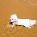 Maltese shitzu cross cooling down in the water at the beach Royalty Free Stock Photo