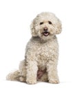 Maltese sitting against white background Royalty Free Stock Photo