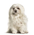 Maltese sitting against white background Royalty Free Stock Photo