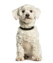 Maltese sitting against white background Royalty Free Stock Photo