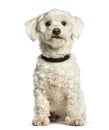 Maltese sitting against white background