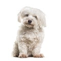 Maltese sitting against white background Royalty Free Stock Photo