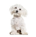 Maltese sitting against white background Royalty Free Stock Photo