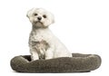 Maltese sitting in dog bed against white background