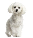 Maltese sitting Royalty Free Stock Photo