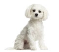 Maltese sitting Royalty Free Stock Photo