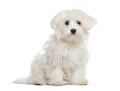 maltese sitting and looking away, isolated on white Royalty Free Stock Photo