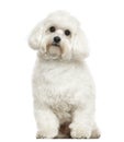 Maltese sitting, looking at the camera, isolated Royalty Free Stock Photo