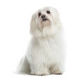 Maltese sitting, looking up, isolated Royalty Free Stock Photo