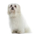 Maltese sitting, looking up, isolated Royalty Free Stock Photo