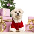 Maltese sitting and wearing a Christmas suit Royalty Free Stock Photo