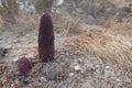 Maltese sponge or Desert Thumb Cynomorium coccineum Rare plant species, full parasitic.