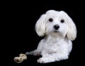 Maltese Terier Royalty Free Stock Photo