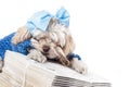 Maltese Terrier Girl Royalty Free Stock Photo