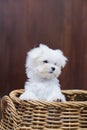 Maltese Terrier puppy on the basket