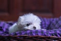 Maltese Terrier puppy playing and sleep on basket