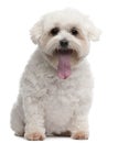 Maltese with tongue out, 5 years old, sitting Royalty Free Stock Photo