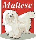 Maltese Vector Illustration