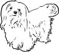 Maltese Vector Illustration