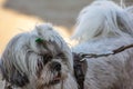 A Maltese walking. small breed of white-haired dog, great for company.