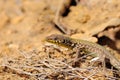 Maltese Wall Lizard Royalty Free Stock Photo