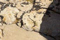 Maltese wall lizard podarcis filfolensis at the Ggantija Temple, Gozo, Malta Royalty Free Stock Photo