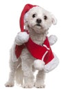 Maltese wearing Santa outfit Royalty Free Stock Photo