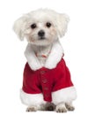 Maltese wearing Santa outfit, 18 months old Royalty Free Stock Photo