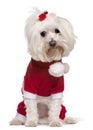 Maltese wearing Santa outfit, 4 years old