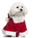 Maltese wearing Santa outfit, 5 years old Royalty Free Stock Photo