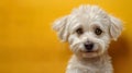 Maltese white dog in front of a yellow background with copy space. Generative AI