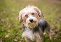 A Maltese x Yorkshire Terrier or \