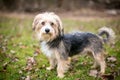 A Maltese x Yorkshire Terrier or \