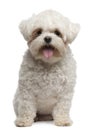 Maltese, 2 years old, sitting in front of white background Royalty Free Stock Photo