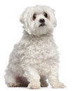 Maltese, 2 years old, sitting in front of white background Royalty Free Stock Photo