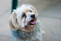 A maltese/yorkie mix-breed dog looks off camera