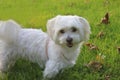 Malteser / Maltese - West Higland Terrier half-breed