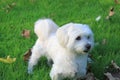 Malteser / Maltese - West Higland Terrier half-breed