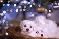 Malteser puppies in basket under Christmass tree