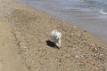 Dog maltesse bichon running in beach Royalty Free Stock Photo