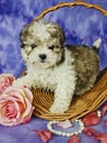 Malti-Poo Puppy Royalty Free Stock Photo