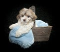 Malti-Poo Puppy Royalty Free Stock Photo