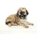 Malti-Poo Puppy Royalty Free Stock Photo