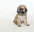 Malti-Poo Puppy Royalty Free Stock Photo