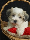 Malti-Poo Puppy Royalty Free Stock Photo