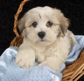 Malti-Poo Puppy Royalty Free Stock Photo