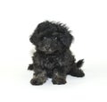 Malti-Poo Puppy with a Sad Face Royalty Free Stock Photo
