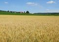 Malting Barley grows in NYS FingerLakes