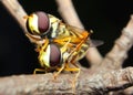 Mate insect hoverfly flies